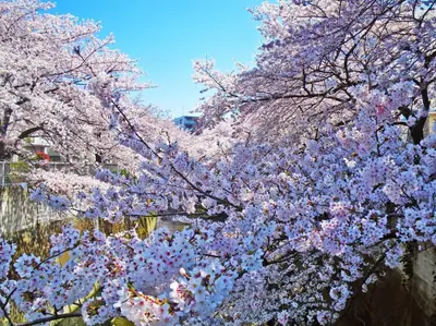 a tree with pink and white flowers on it at 磐-Comfortable Home with 2BR-Sleeps 6 in Kagurazaka Near Yayoi Kusama Museum , Tokyo Dome , Sakura Lovers' Choice-Kanda River in Tokyo