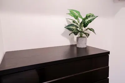 a potted plant sitting on top of a dresser at New 2025, whole house, 2min Ikebukuro, 5min Shinjuku, 6pax in Tokyo