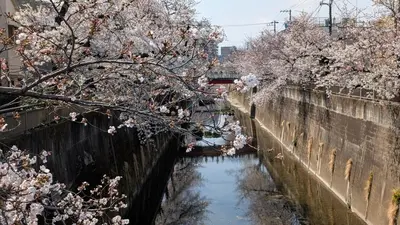 a canal withakuraakuraossom trees and a river with a bridge at Brand New Apt! 7 Mins to Ikebukuro, Local Vibe Rino Verdi in Tokyo