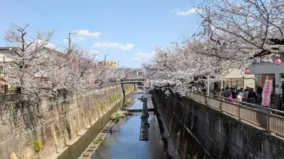 a river with cherry trees over it with people walking on a bridge at Brand New Apt! 7 Mins to Ikebukuro, Local Vibe Rino Verdi in Tokyo