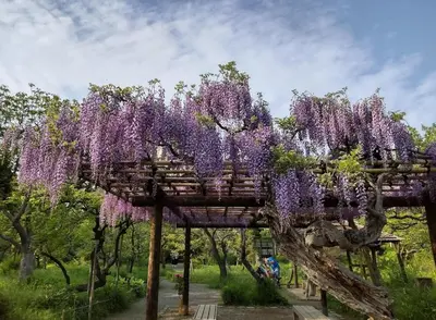a pergola covered in wisteria in a park at Wa Modern stay Mukoujima Skytree Asakusa 10min in Tokyo