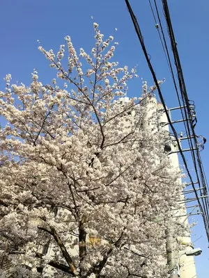 a tree with white flowers on it next to a power line at Meguro Emperor (Adult Only) in Tokyo