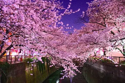 a group of pink cherry trees over a canal at Tokyo Meguro Bee House in Naka-Meguro in Tokyo