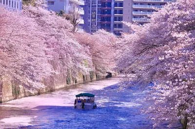 a boat on a river with pink cherry trees at Tokyo Meguro Bee House in Naka-Meguro in Tokyo