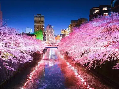 a river with pinkakura trees in a city at night at Tokyo Meguro Bee House in Naka-Meguro in Tokyo