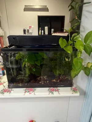 a fish tank on a shelf with a plant in it at sakura\u306e\u5bb6 in Tokyo
