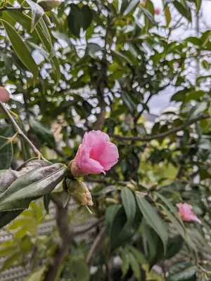 a pink flower on a tree with leaves at Japanese life with garden, 2BR, feel & enjoy seasons in Tokyo