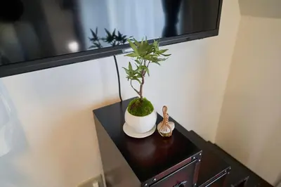 a plant in a white vase on a table at Clavis Asakusa Skytree in Tokyo