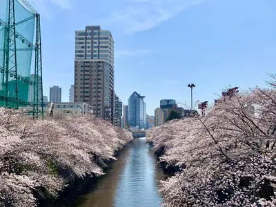 a river in a city with cherry trees at 'OOGI House' Spacious Restored Traditional Machiya 53m2 with Tatami in Tokyo