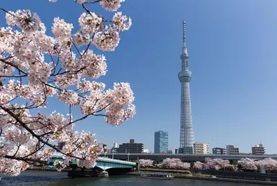 a tree with pink flowers in front of a river with a tower at SunRiseStay Yahiro House\u516b\u5e83\u4e00\u6238\u5efa\u3066 in Tokyo