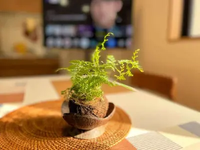 a potted plant sitting on top of a table at Designer 2BR with Japanese & Western Style Near Shinjuku Subway 5-Min up to 6 people in Tokyo