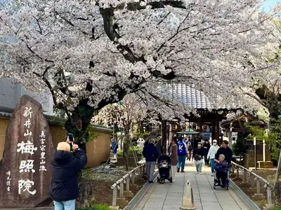 a person taking a picture of a tree with flowers at Designer 2BR with Japanese & Western Style Near Shinjuku Subway 5-Min up to 6 people in Tokyo