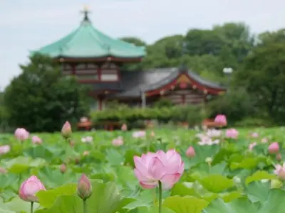 a field of pink flowers in front of a building at Kagisippo yushima in Tokyo