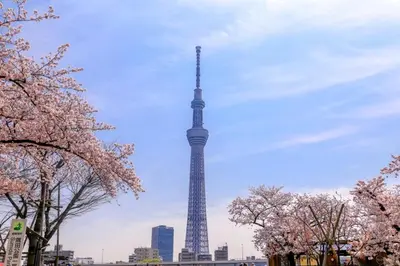 a view of the tokyo tower with flowering trees at 3BRBig House for 7 2 Stops Direct to Tokyo Skytree EntireHome in Sumida in Tokyo