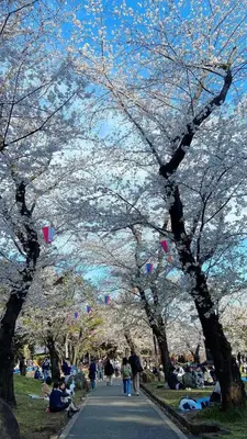 a group of people walking down a path under cherry trees at 7\u6642IN19\u6642OUT # \u6c60\u888b\u738b\u5b50\u8d64\u7fbd\u99c5\u9001\u8fce\u7121\u6599 # \u30f4\u30a3\u30e9\u4e00\u8ed2\u5bb6\u8cb8\u5207# \u99c5\u8fd18\u5206# \u6700\u59276\u540d# 7 00 IN19 00 OUT # Free pick-up at Ikebukuro, Oji, and Akabane Stations # Whole house rental in Tokyo