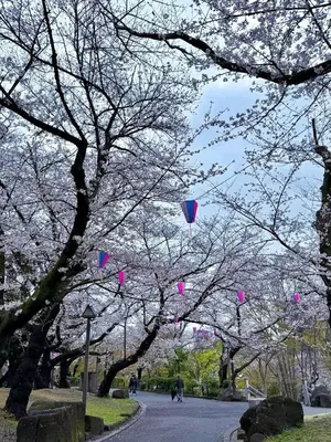 a bunch of kites flying over a street with cherry trees at 7\u6642IN19\u6642OUT # \u6c60\u888b\u738b\u5b50\u8d64\u7fbd\u99c5\u9001\u8fce\u7121\u6599 # \u30f4\u30a3\u30e9\u4e00\u8ed2\u5bb6\u8cb8\u5207# \u99c5\u8fd18\u5206# \u6700\u59276\u540d# 7 00 IN19 00 OUT # Free pick-up at Ikebukuro, Oji, and Akabane Stations # Whole house rental in Tokyo