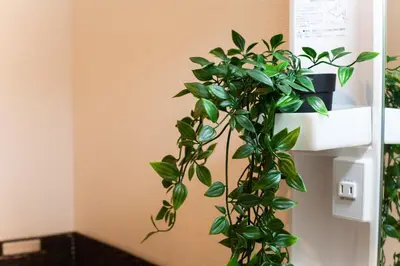 a green plant sitting on a shelf next to a refrigerator at Imb\u753a\u5c4b4\u4e01\u76ee302 in Tokyo