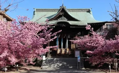 a building with pink flowering trees in front of it at SAKURA HOUSE 206, Sakura Shinmachi St 2 min walk, Shibuya 10 min, Free WiFi in Tokyo