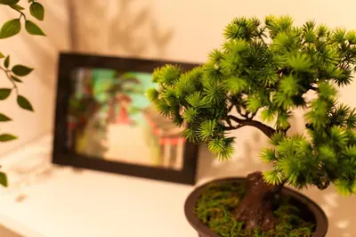 a bonsai tree in a vase next to a picture at Imb\u753a\u5c4b4\u4e01\u76ee201 in Tokyo