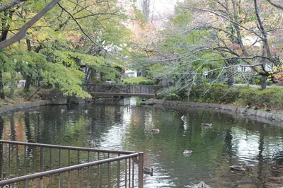 a group of ducks swimming in a river at GrapeHouse Koenji in Tokyo