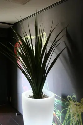 a plant in a white pot sitting on a table at Hotel VARKIN in Tokyo