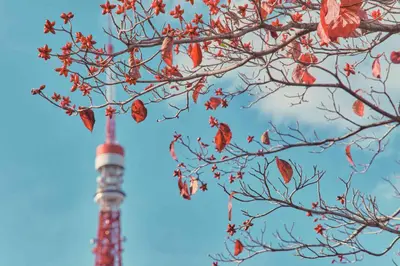 a tree with red leaves and the eiffel tower in the background at Shiba Park Hotel in Tokyo