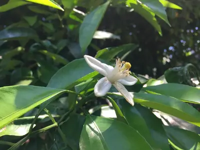 a white flower on a tree with green leaves at Mokkoan in Tokyo