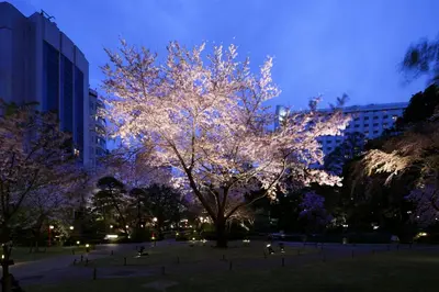a lit tree in a park at night at Takanawa Hanakohro, a Member of Small Luxury Hotels of the World in Tokyo