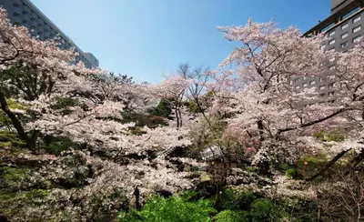 a group ofakura trees in front of some buildings at Takanawa Hanakohro, a Member of Small Luxury Hotels of the World in Tokyo