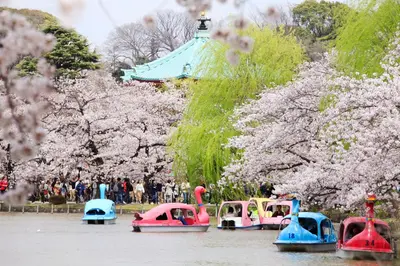 a group of toy boats in the water with cherry trees at Centurion Hotel&Spa Ueno Station in Tokyo