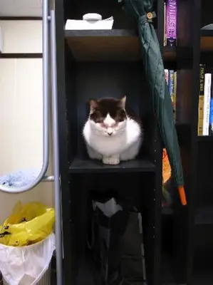 a cat sitting on a shelf in a bookcase at Tama Ryokan in Tokyo