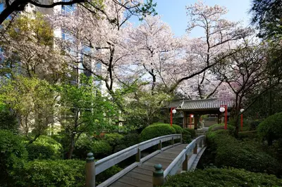 a walkway in a park with trees with pink flowers at Grand Prince Hotel Takanawa in Tokyo