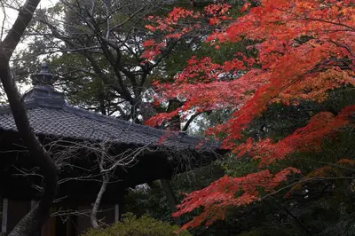 a tree with red leaves next to a building at Grand Prince Hotel Shin Takanawa in Tokyo