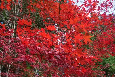 a tree with red leaves in front of some trees at Hostel Kura in Tokyo