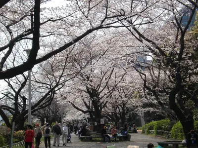 people walking in a park with cherry blossom trees at Hotel Monterey Hanzomon in Tokyo