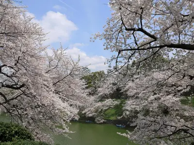 a view of a river with cherry trees at Hotel Monterey Akasaka in Tokyo