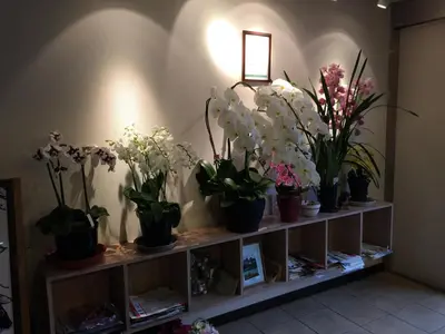 a shelf filled with potted plants on a wall at Hotel Palace Japan in Tokyo