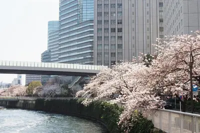 a bridge over a river withakura trees and buildings at New Otani Inn Tokyo in Tokyo