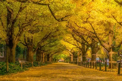 a tree lined road with yellow leaves on it at The Westin Tokyo in Tokyo