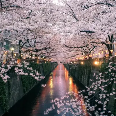 The Westin Tokyo