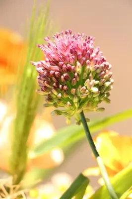 a pink flower on a stem with leaves at Hotel Apio in Tokyo