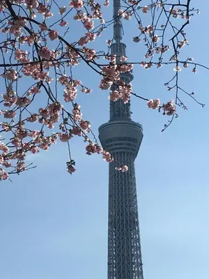 a tree with pink flowers in front of the eiffel tower at Ryokan Nakadaya in Tokyo