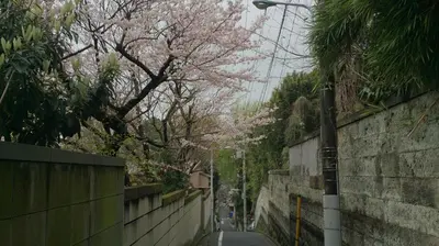 an empty street with pink flowers on the trees at Namio Apartment 201 in Tokyo