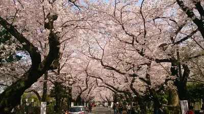 a tree lined street with pink cherry trees at Namio Apartment 201 in Tokyo