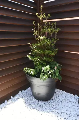 a plant in a pot sitting on a pile of rocks at KandoStay \u6d45\u8349EAST\u30c6\u30e9\u30b9 in Tokyo