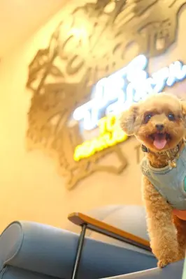 a small brown dog sitting on top of a chair at ICI HOTEL Asakusabashi in Tokyo