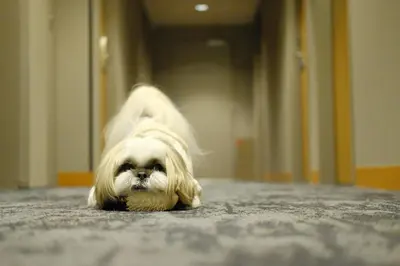 a small white dog laying on the floor at ICI HOTEL Asakusabashi in Tokyo
