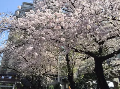 a tree with pink flowers on it in front of a building at Shibuya Stay Tokyo A102 in Tokyo