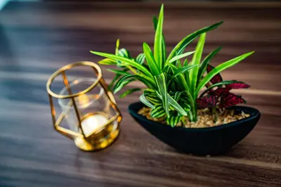 a plant in a black bowl next to a candle at Hotel Atelier Tokyo in Tokyo