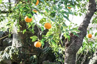 an orange tree with lots of oranges on it at Guesthouse toco in Tokyo